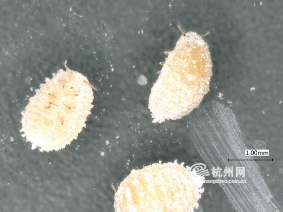 杭州海关首次截获石蒜绵粉蚧这种有害生物最喜欢多肉植物