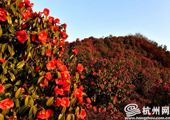 漫山遍野盛开着血红色的山茶花,连片面积近300亩,是淳安目前红花油茶