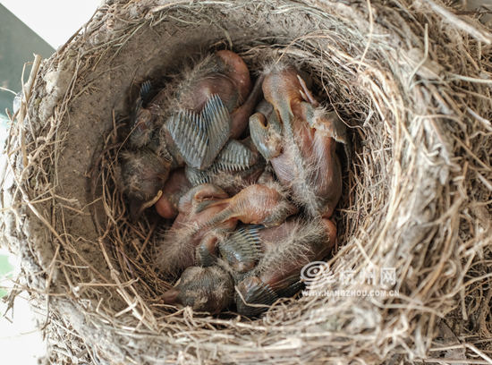 2020年6月17日,五只乌鸫幼崽陆续出壳,鸟妈妈会将破壳衔走,保持鸟巢