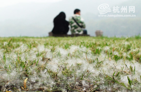 杭城四月天 柳絮飞如雪(图)