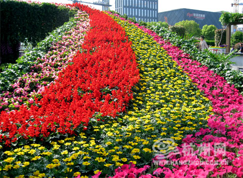 5万多盆鲜花扮靓庆春广场50万支鲜花构成的花毯夺人眼球