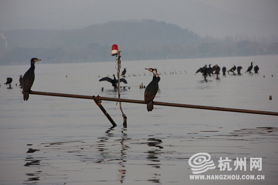 杭州今年春天里第一只归来的夏候鸟是家燕