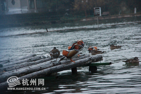 杭州今年春天里第一只归来的夏候鸟是家燕