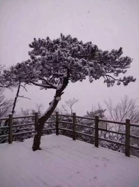 下雪啦！杭州迎来今冬第一场雪！