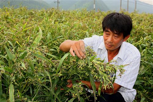 桐庐新闻网长势喜人的薏仁米