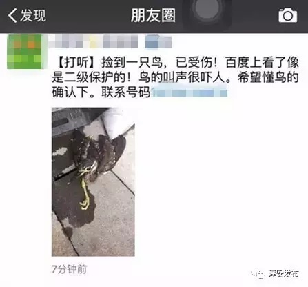 今年4月份，市民胡先生在杭州千岛湖高速出口附近救获的海南虎斑鳽