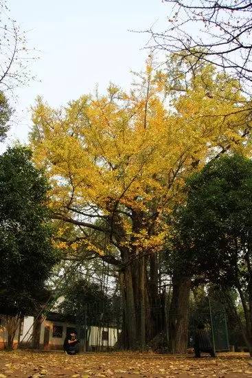 登临山顶，一株枝繁叶茂的千年银杏赫然在目。该树树龄1400多年，高21米，胸径2.45米，是杭州现存最老的古树