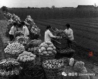 杭城东郊原先含碱量较高的江岸沙地经几代农户以城市居民日常生活产生的废弃物等改良后成了杭城居民的“菜篮子”。