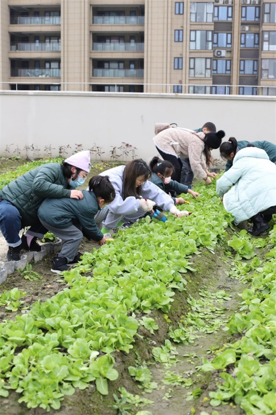 学种菜收获喜悦杭州这些同学们走进校园屋顶菜园子
