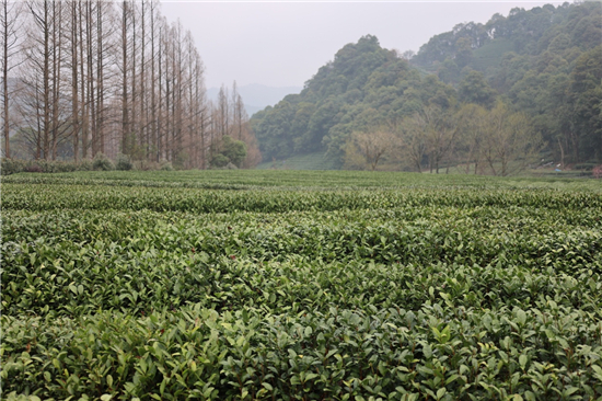 這個植樹節,杭州18份