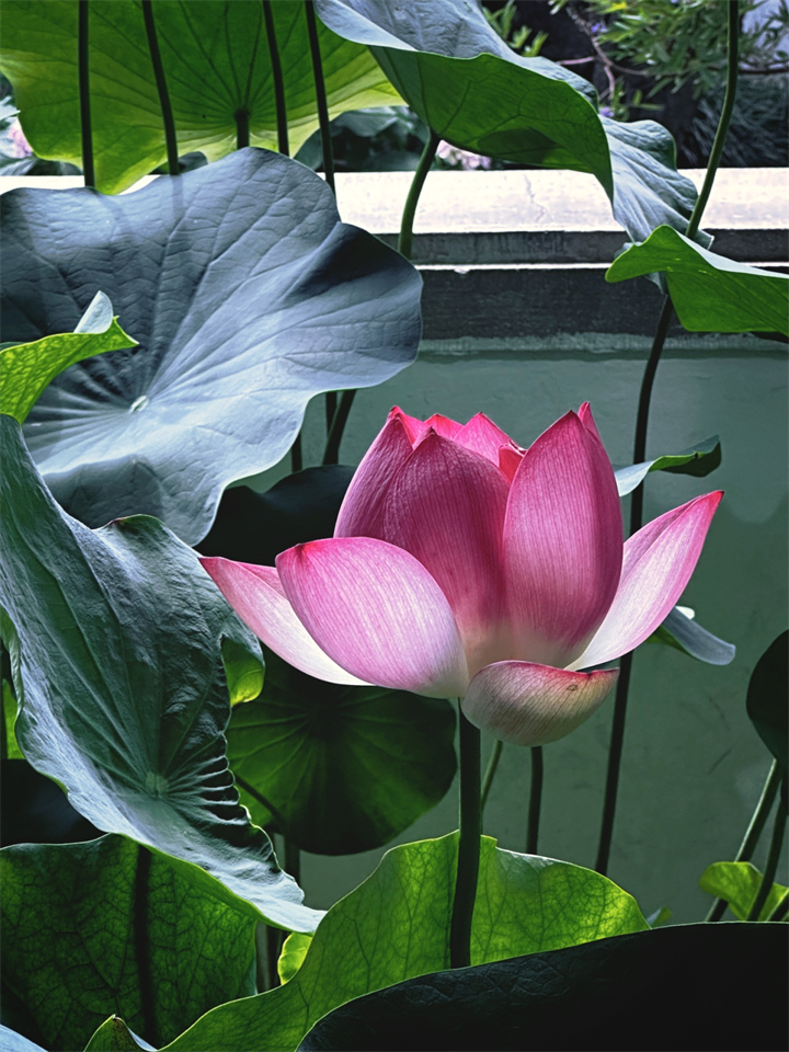 杭州西湖荷花争艳开放 将好运"莲莲"送给每位考生