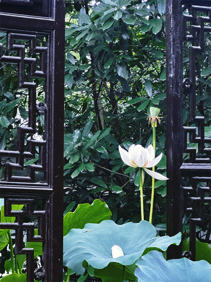 杭州西湖荷花争艳开放 将好运"莲莲"送给每位考生