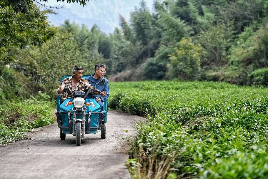 (王暨平和村民一起查看茶业长势) 配图11