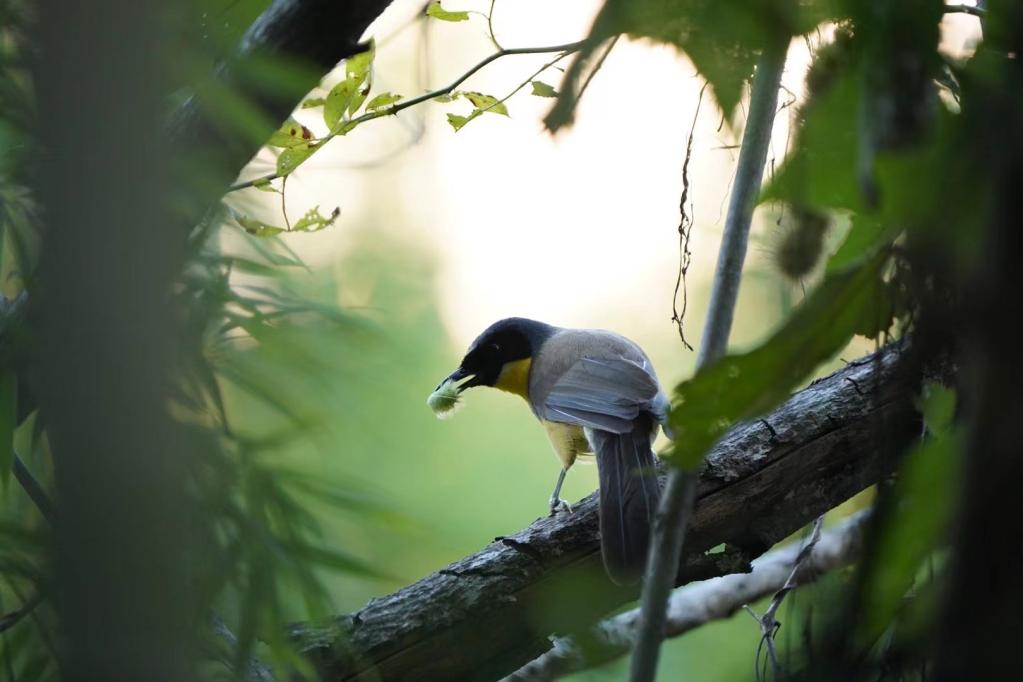 靛冠噪鹛 钱彧佳摄 配图3