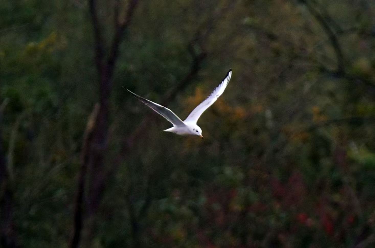 红嘴鸥(2024.11发现) 配图9