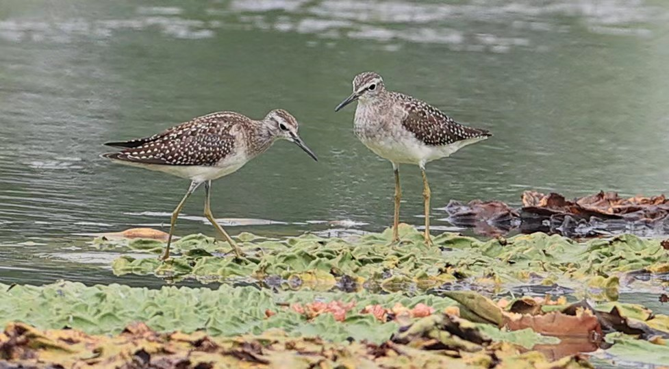 林鹬(2024.9发现) 配图8