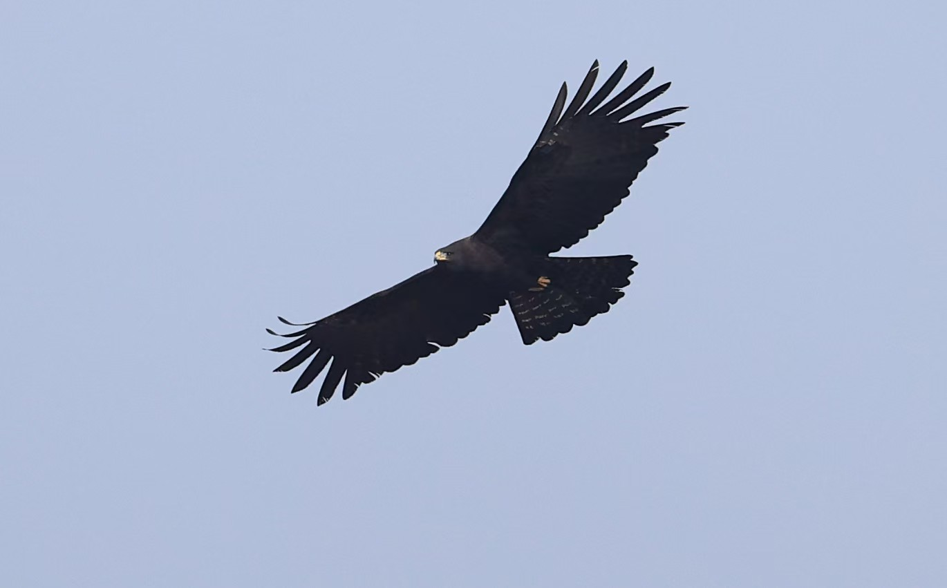 林雕 (2025年新发现) 配图10