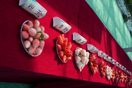 (“好草莓评选”现场,网友“猫猫”/摄) 配图1