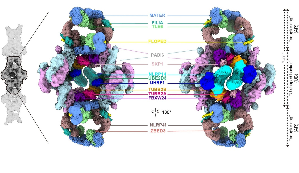 CPL的冷冻电镜结构