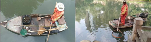 对成年福寿螺用网兜捕捉打捞