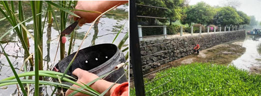 使用长杆、铁钳、铲子等工具清除附着在河堤、水生植物上的螺卵