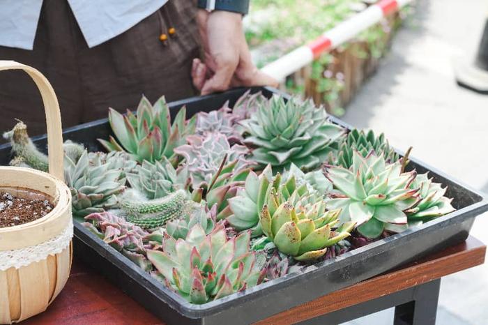 配图5