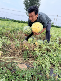 开封瓜田里的瓜农(图片由受访者提供)