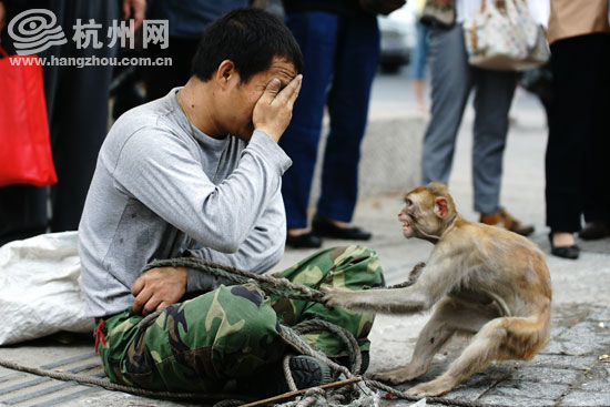 这次被猴子抓到眼睛了,小鲍捂住眼睛揉了揉