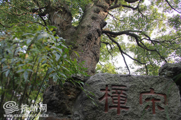 最寂寞的一棵树