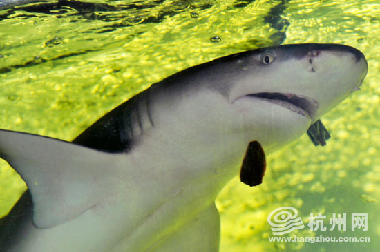 鲨鱼也是鱼(图)