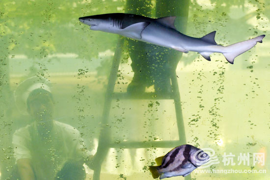 鲨鱼也是鱼(图)