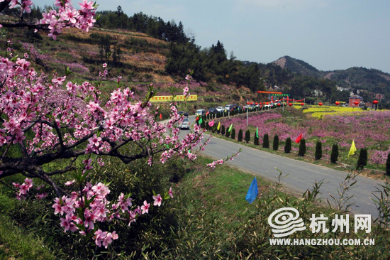 富阳半山桃花节桃花朵朵为你开