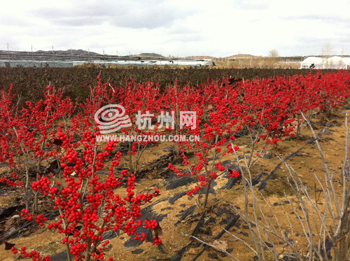 北美冬青产业化迈出关键一步 冬季杭城再添一抹中国红