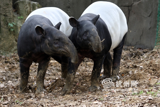 世界级国宝马来貘在杭州诞下华东首位貘公子(组图)