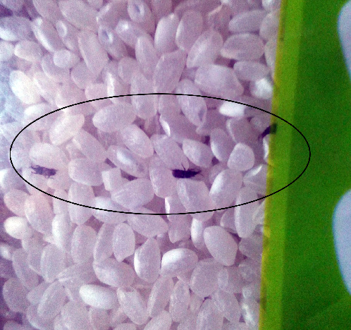 网购大米虫在跑 知名电商超市态度冷漠遭网友投诉