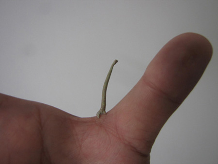 富阳新闻网:树枝一样的小虫 你见过吗