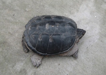 富阳新闻网:8斤重的大山龟 引来村民争相竞拍