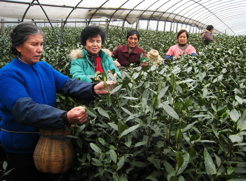 闻堰大棚新茶上市