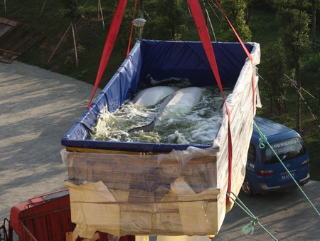 国内首次大规模引进  首批白鲸入驻极地海洋公园