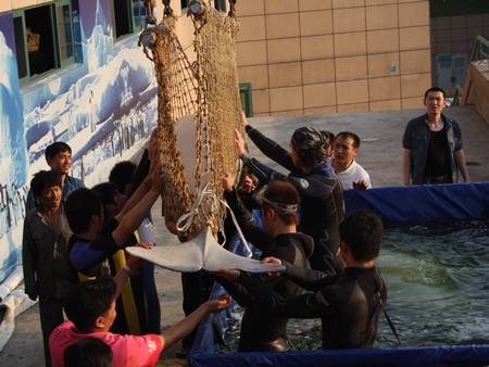 国内首次大规模引进  首批白鲸入驻极地海洋公园