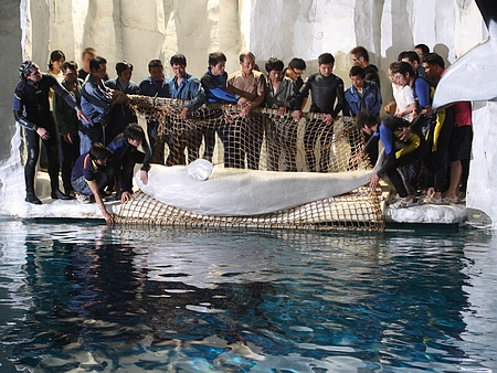 国内首次大规模引进  首批白鲸入驻极地海洋公园